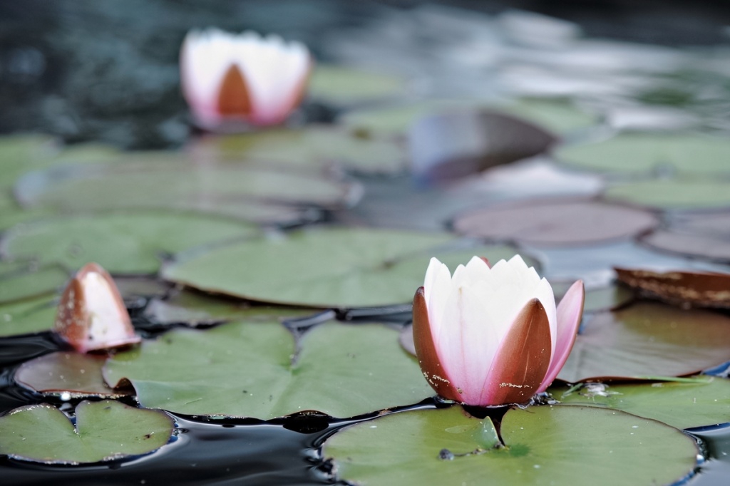 Stijlvolle tuin met vijver Willemstad Stijlvolle tuin met vijver Willemstad