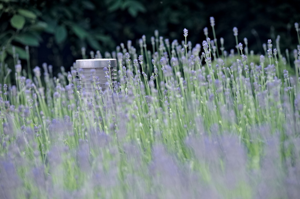 Stijlvolle tuin met vijver Willemstad Stijlvolle tuin met vijver Willemstad